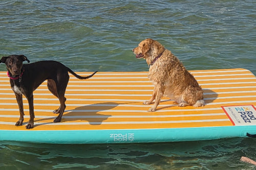 Two dogs on a RadPadz Cannonballer floating platform in the water with a child nearby.